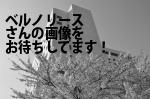 佐世保市の（有）ベルノリース